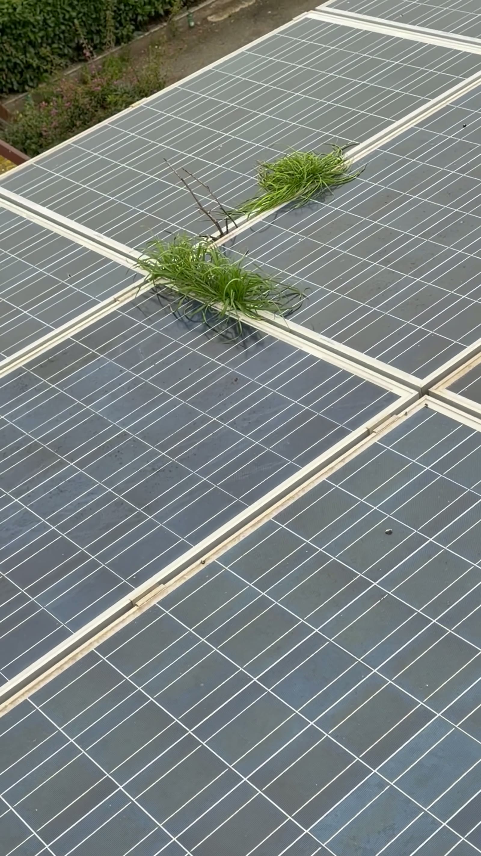 Pannelli fotovoltaici con erbacce cresciute tra i moduli prima della pulizia